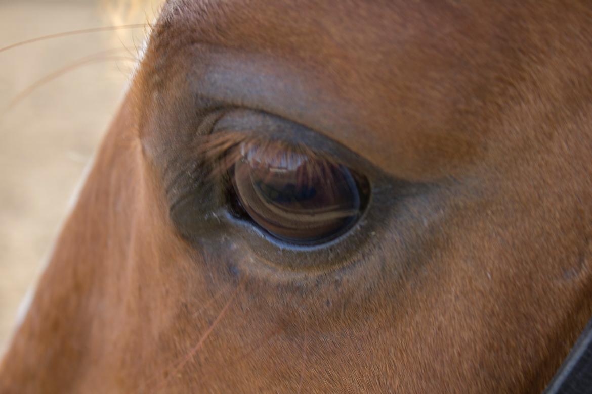 Dansk Varmblod Arion - Arions rolige men opmærksomme blik <3 søde hest billede 10