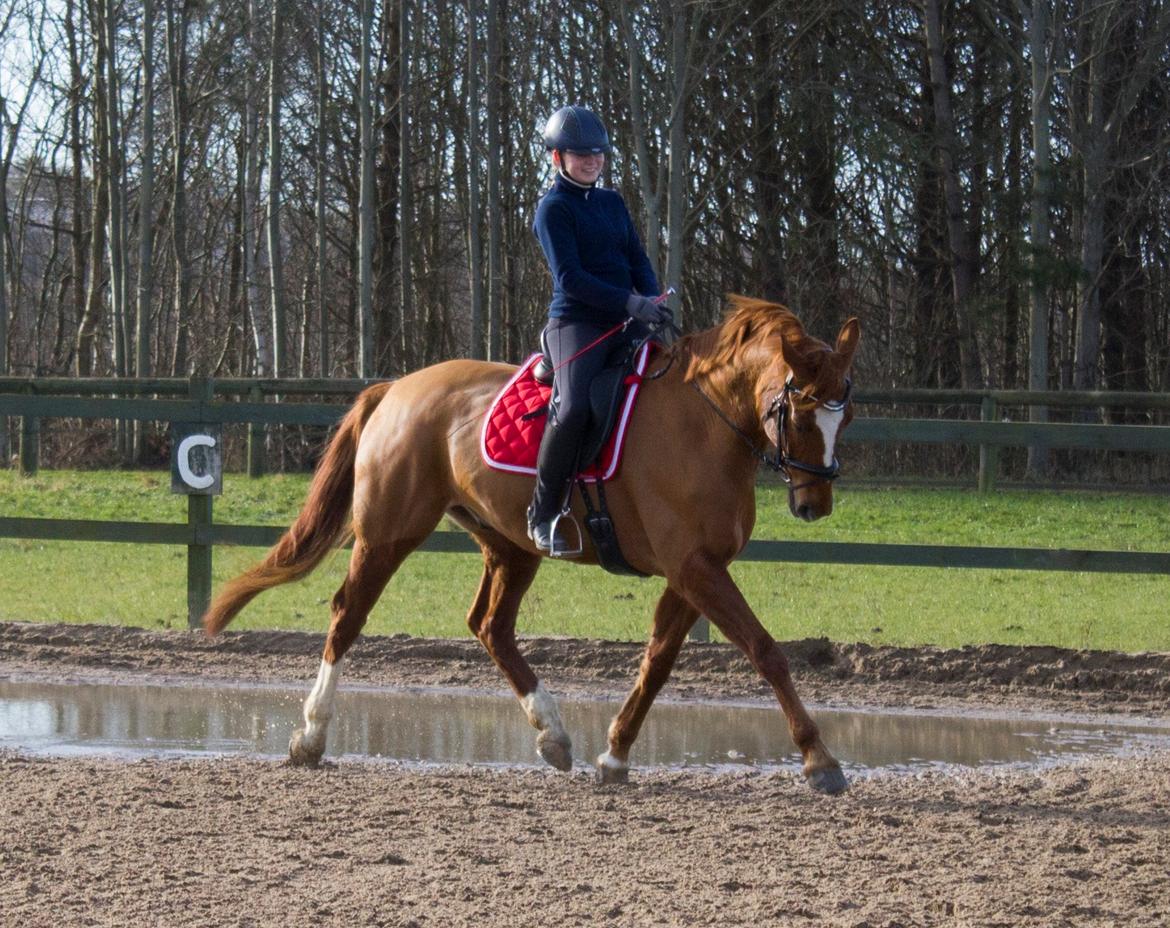Dansk Varmblod Arion - Dressur træning d. 10feb/15 billede 5