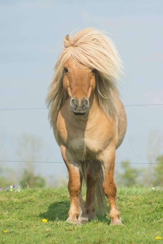 Shetlænder Møllebakkens Albert billede 5