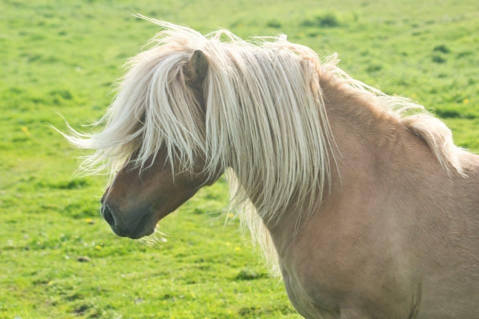 Shetlænder Møllebakkens Albert billede 6