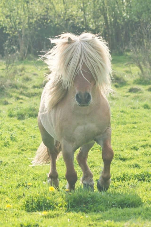 Shetlænder Møllebakkens Albert billede 7
