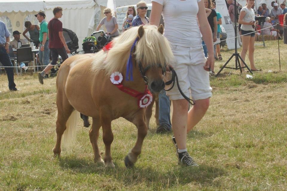 Shetlænder Møllebakkens Albert billede 8