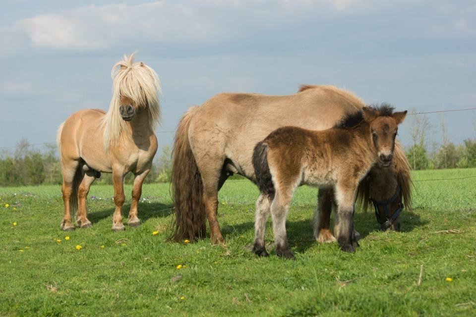 Shetlænder Møllebakkens Albert billede 9
