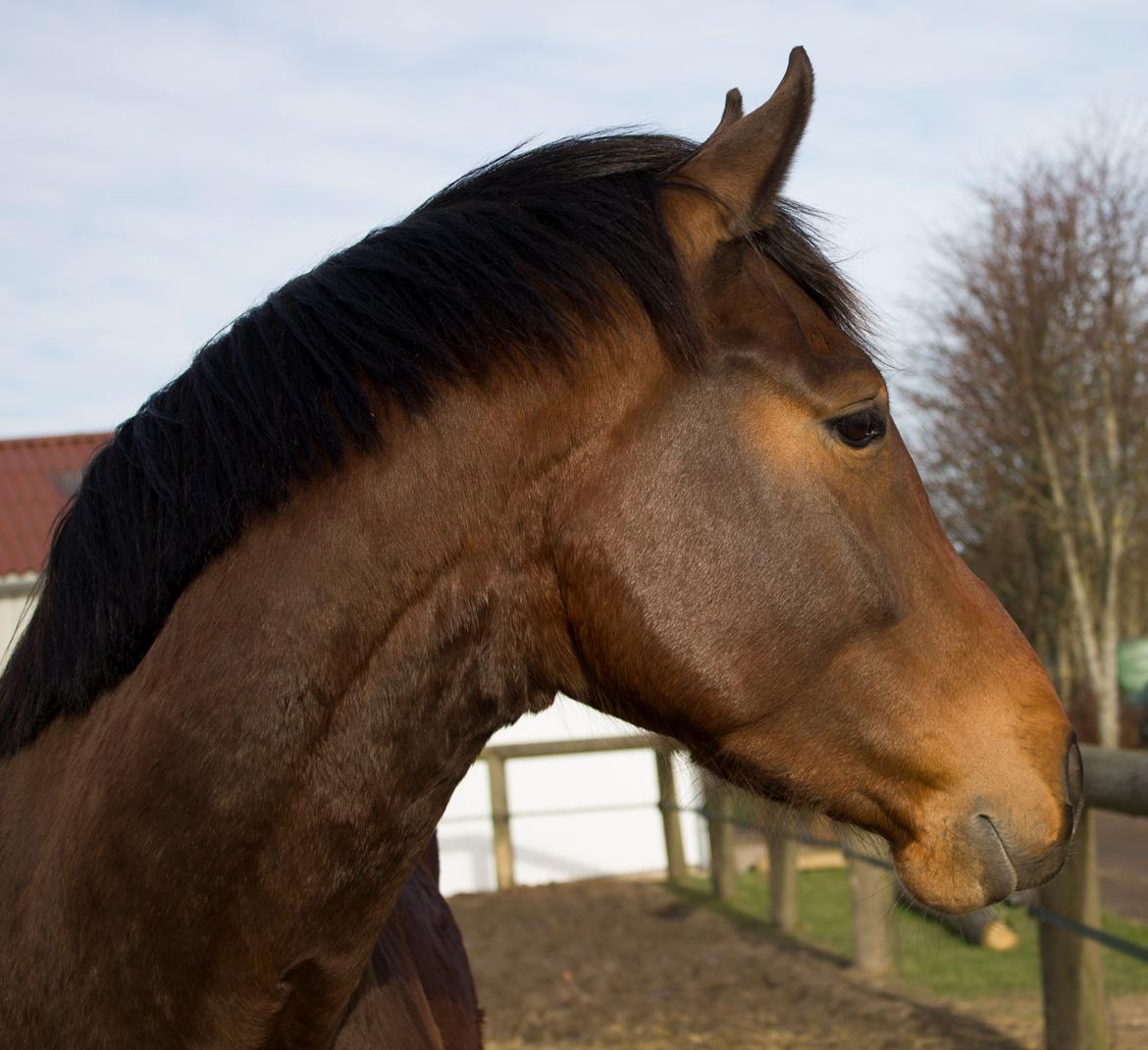 Dansk Varmblod Ringsgaards geni - Geni - D. 10 Feb 15 <3 Min smukke dreng billede 2