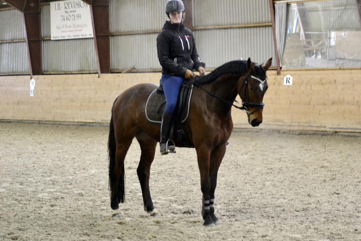 Anden særlig race Lippaschu billede 11