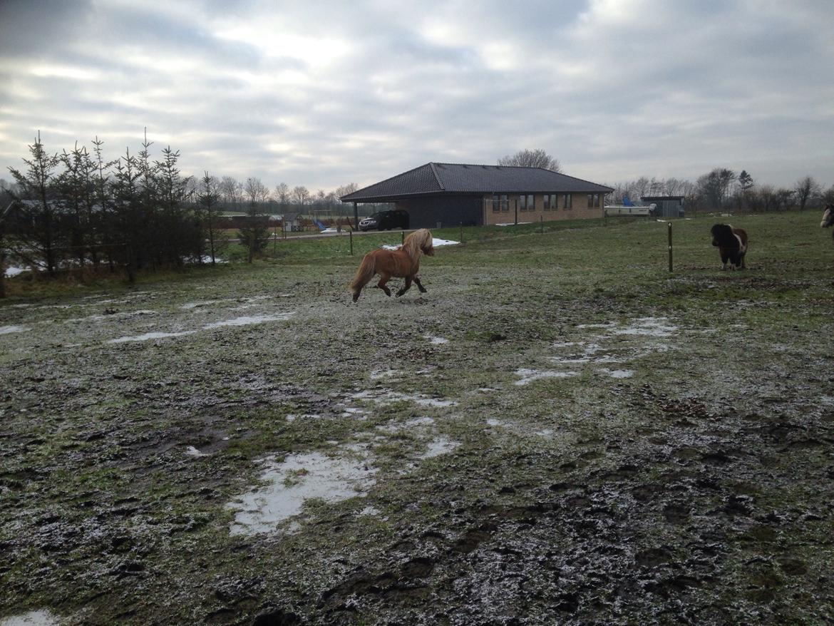 Shetlænder Møllebakkens Albert billede 10