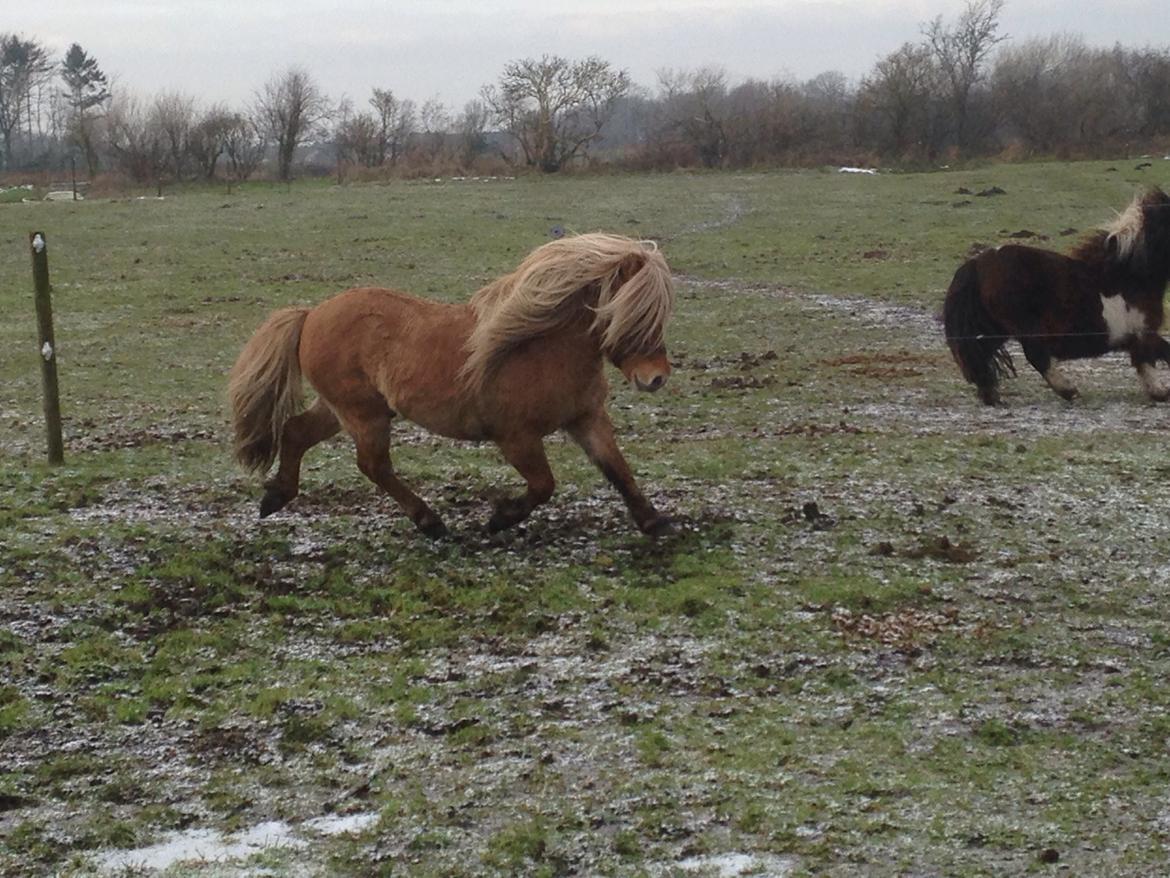Shetlænder Møllebakkens Albert billede 11