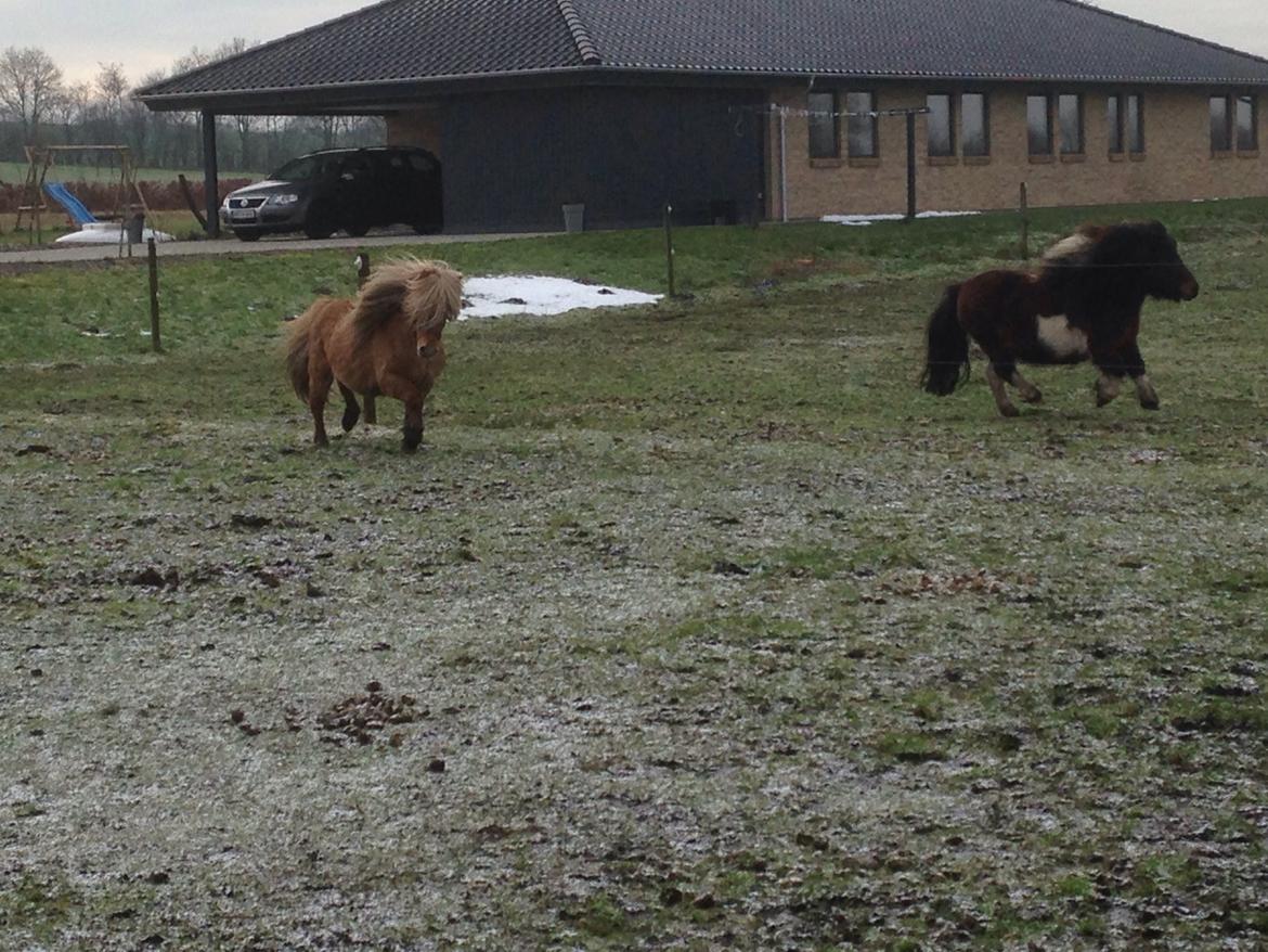 Shetlænder Møllebakkens Albert billede 12