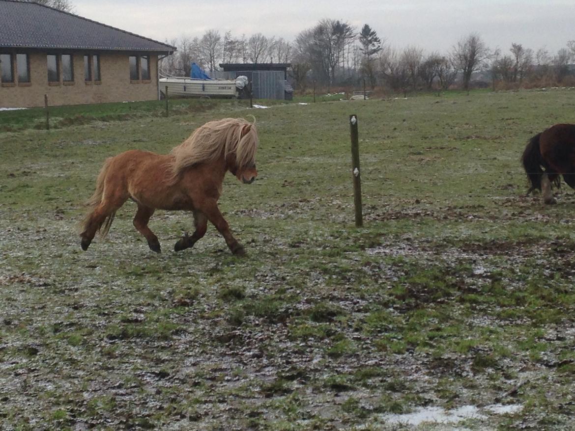 Shetlænder Møllebakkens Albert billede 13