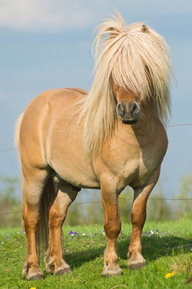 Shetlænder Møllebakkens Albert billede 1