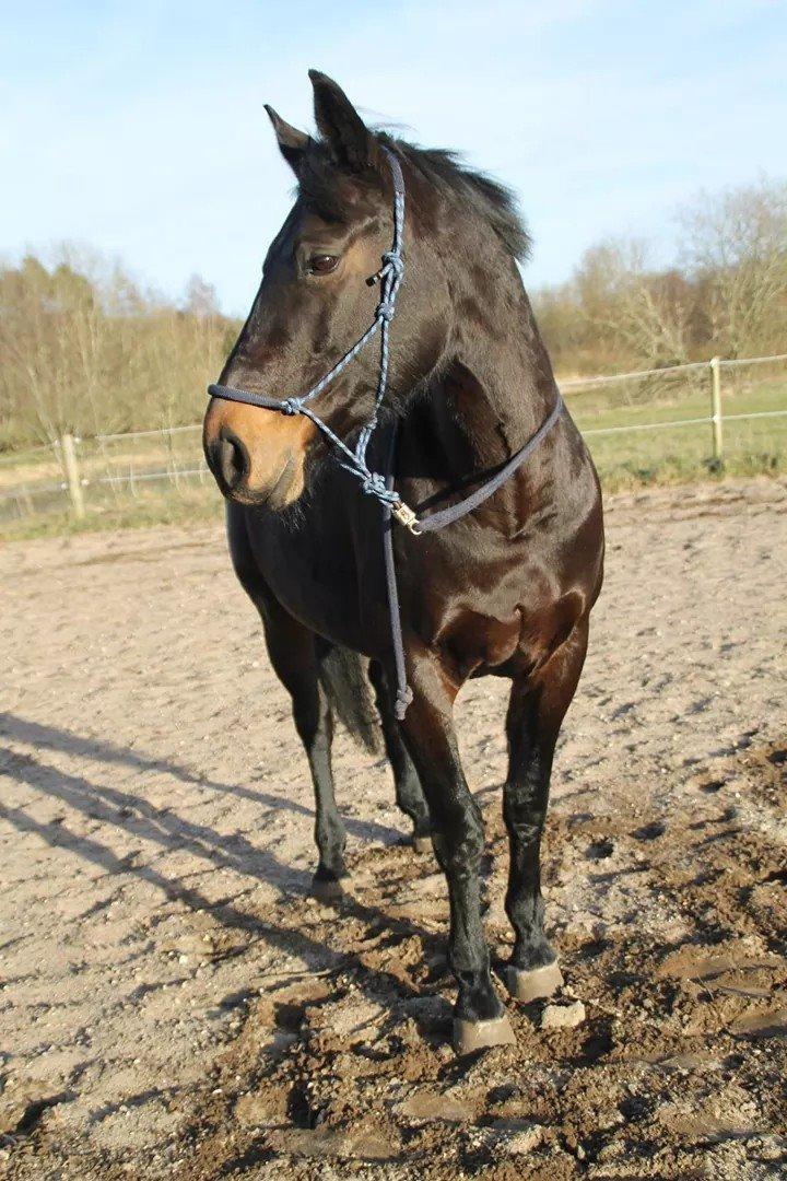 Oldenborg Constance (Lånt) billede 3