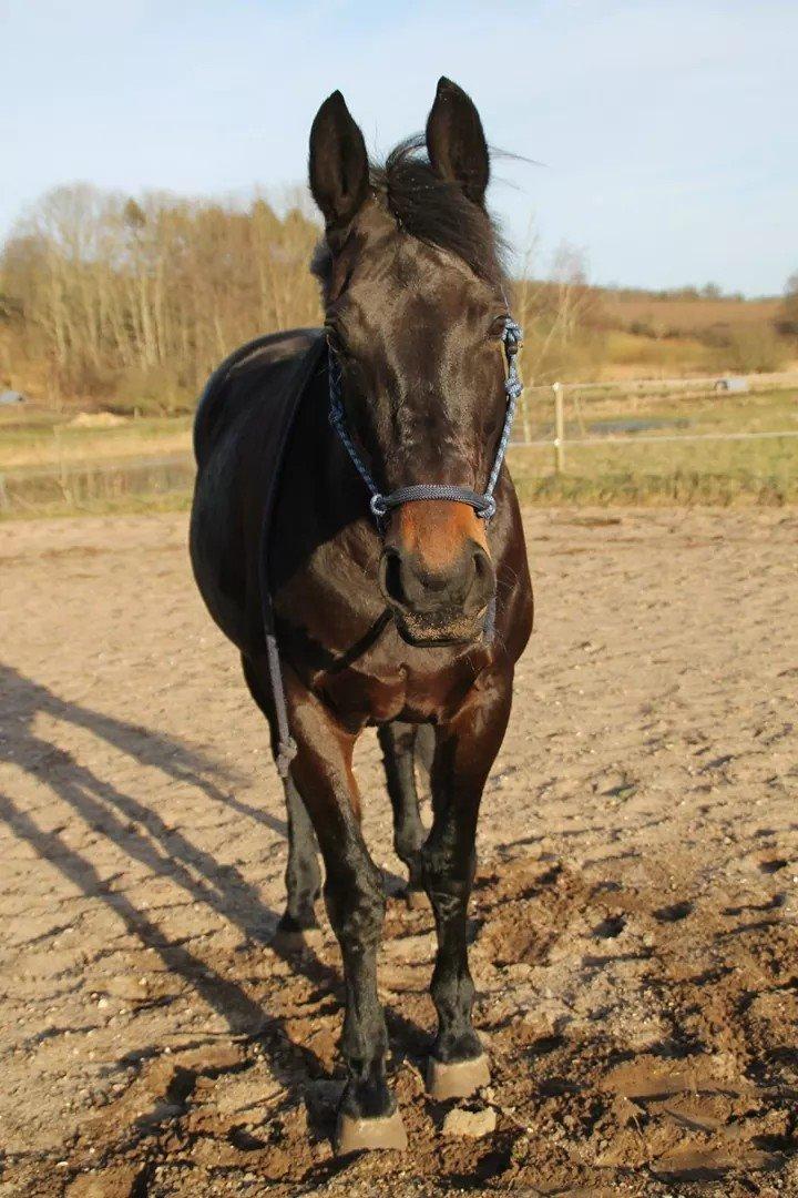 Oldenborg Constance (Lånt) billede 4