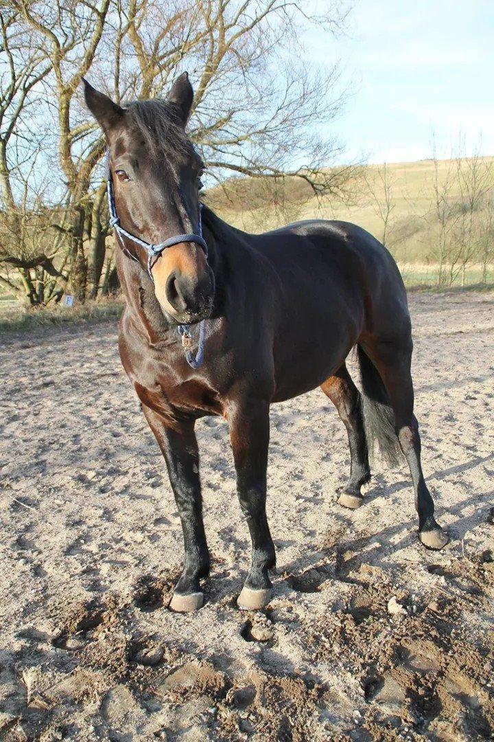 Oldenborg Constance (Lånt) billede 1