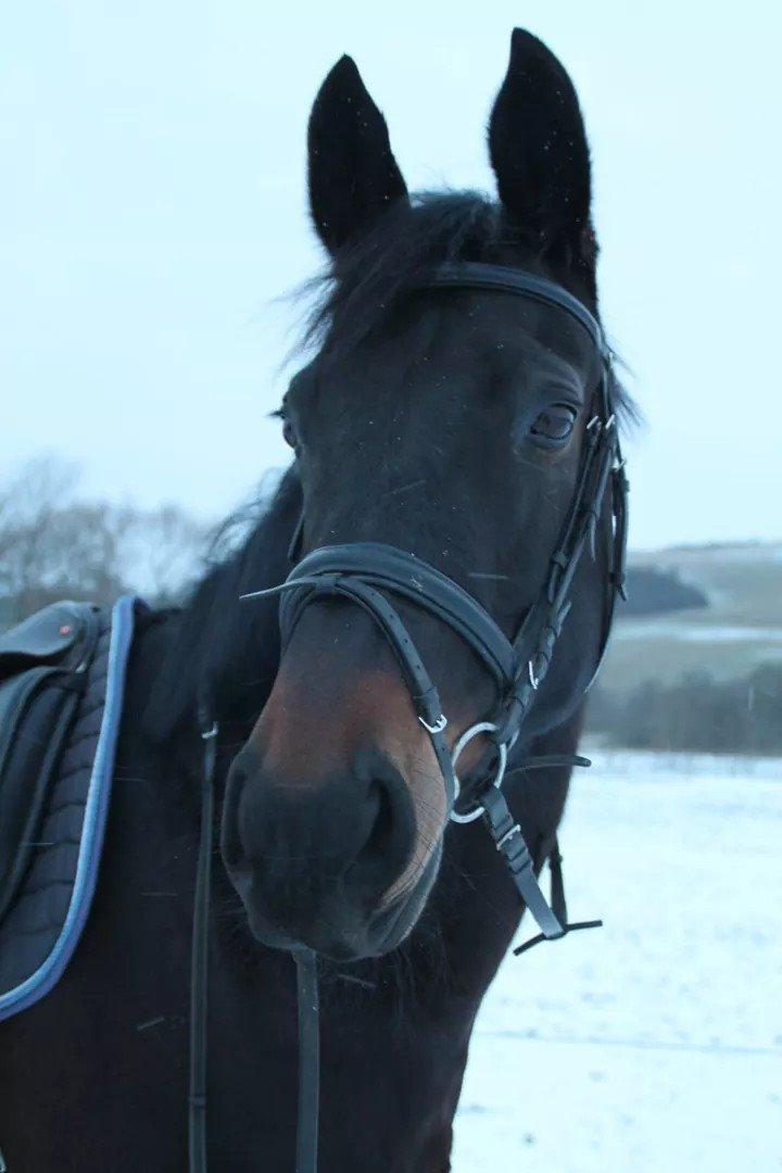 Oldenborg Constance (Lånt) billede 5