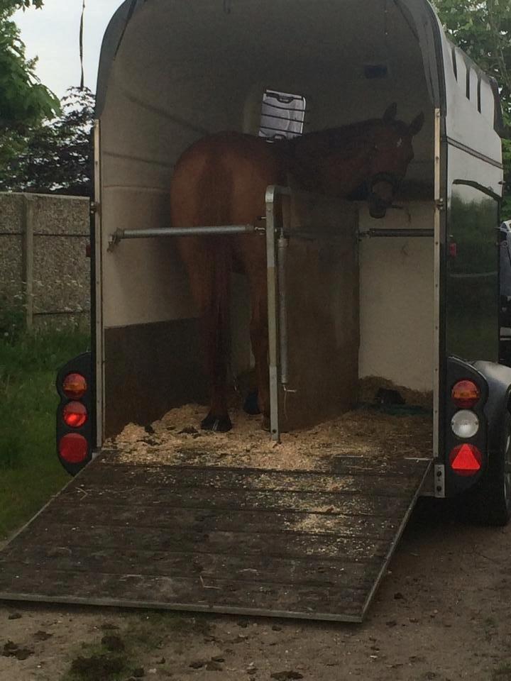 Dansk Varmblod Maxin - Da han endelig lærte at man ikke behøvede bruge 100 år, på at gå op i traileren. billede 10