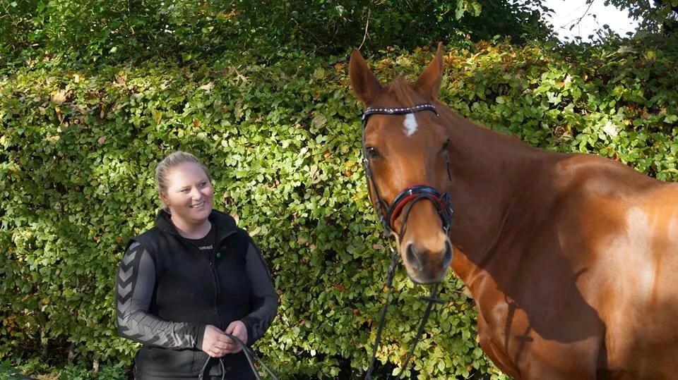 Dansk Varmblod Maxin billede 9