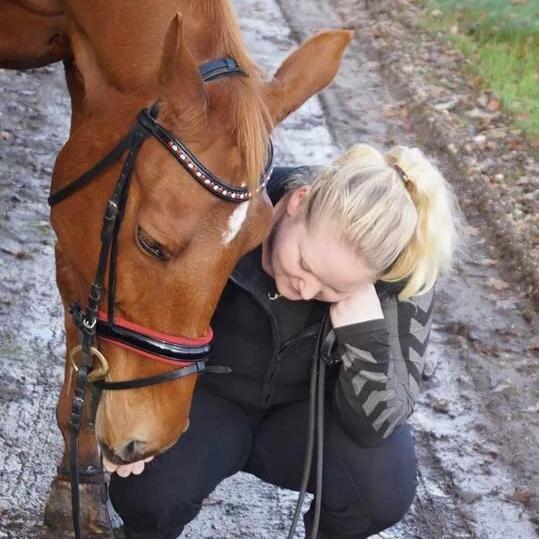 Dansk Varmblod Maxin billede 8