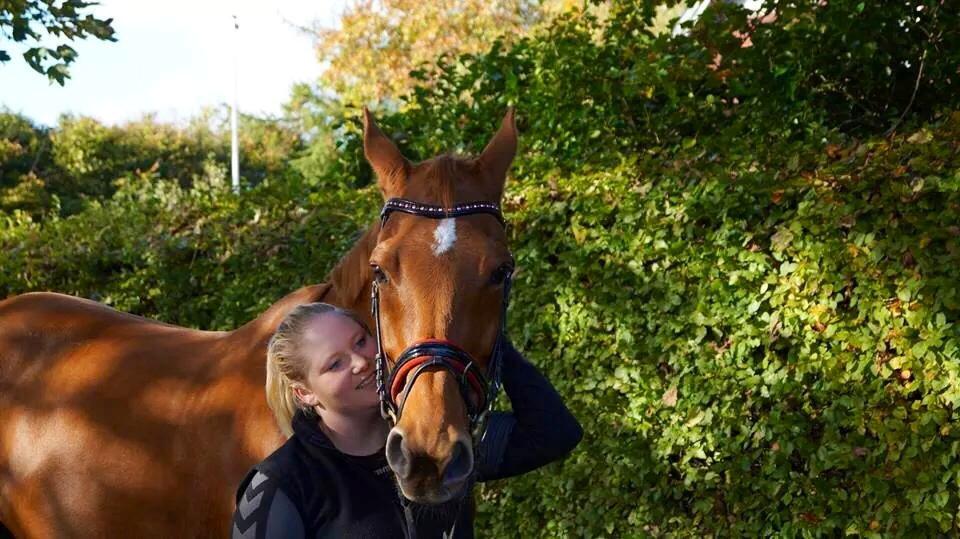 Dansk Varmblod Maxin billede 7