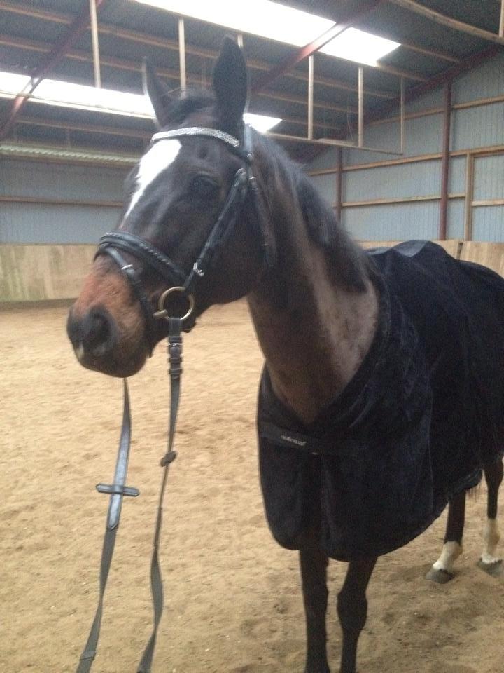 Anden særlig race Zafir Diamond - Efter dagens træning :D billede 6