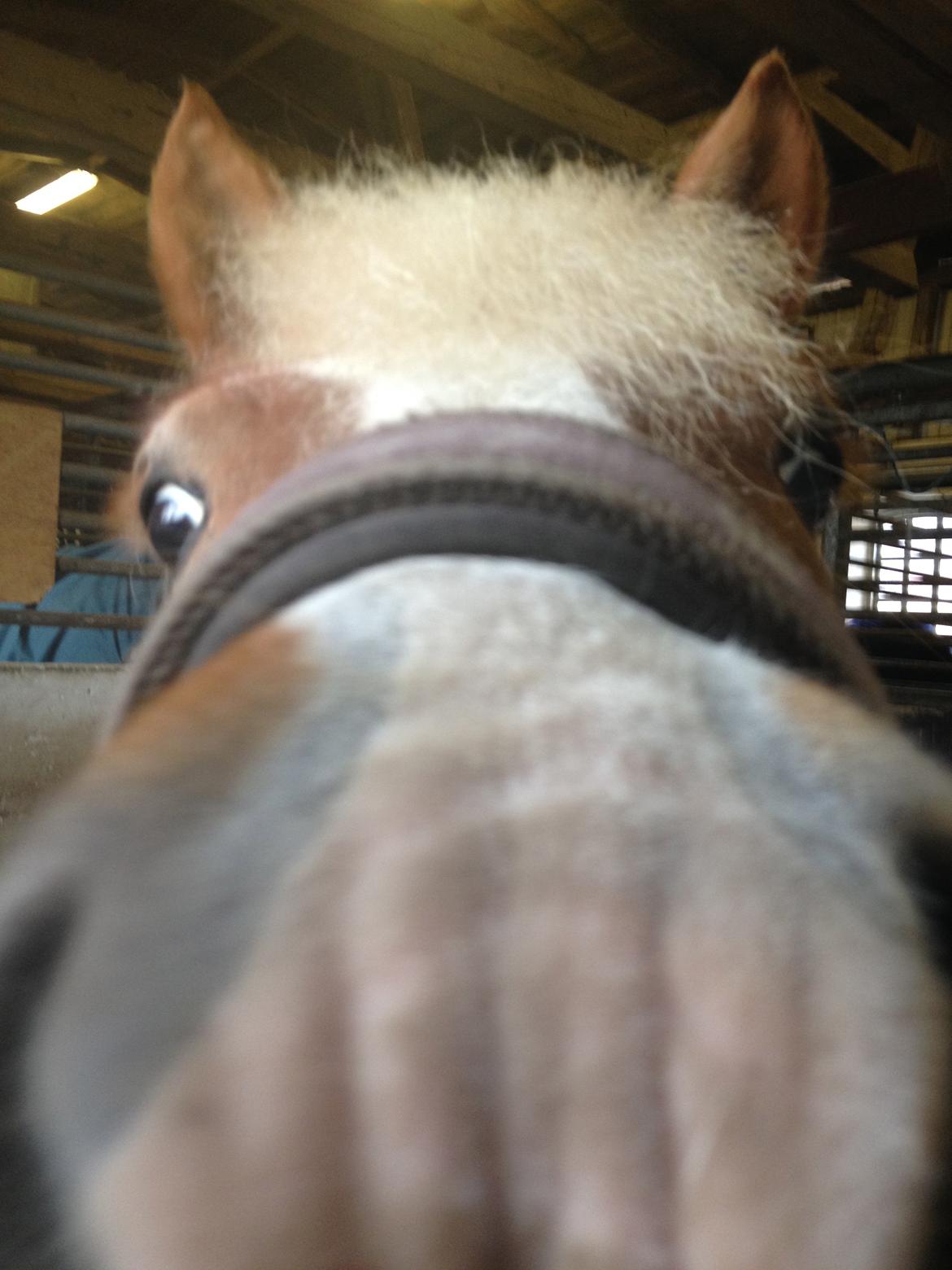 Anden særlig race Miss Movie Star billede 4