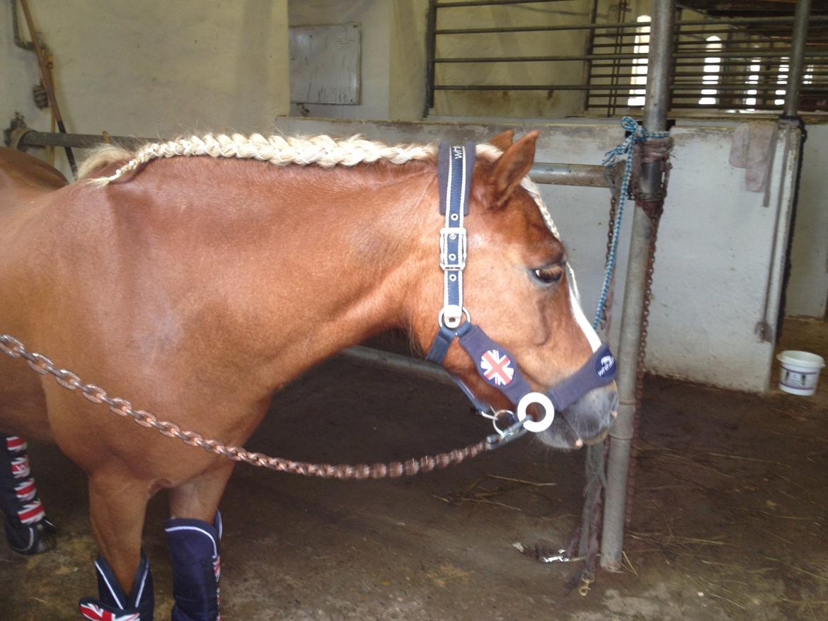 Anden særlig race Miss Movie Star - Klar til dressur stævne billede 6