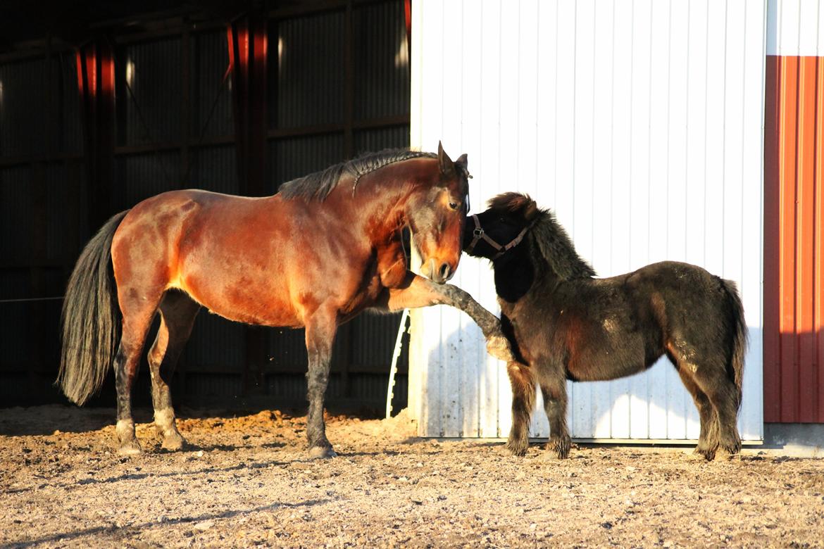 Oldenborg Bitten Hedegård (kælepotten)<3 Solgt :i billede 22