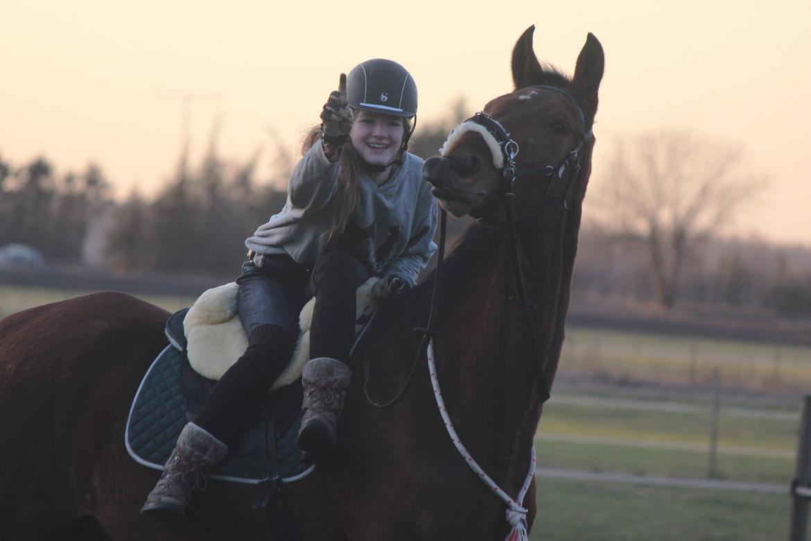 Dansk Varmblod Kanwas Frydenlund - Min Ynglings <3 //D.10.2-15// billede 4