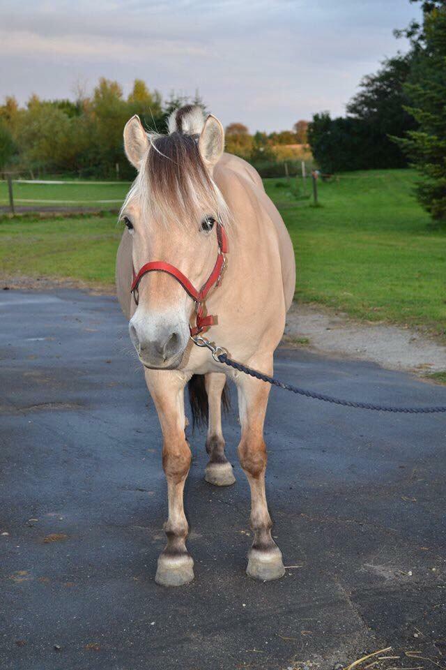 Fjordhest Chanell billede 3