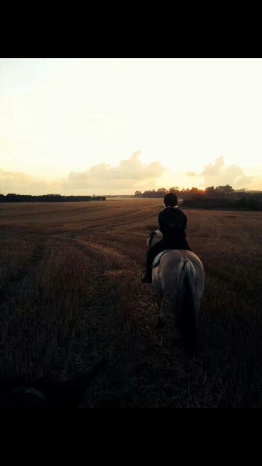 Fjordhest Chanell billede 4