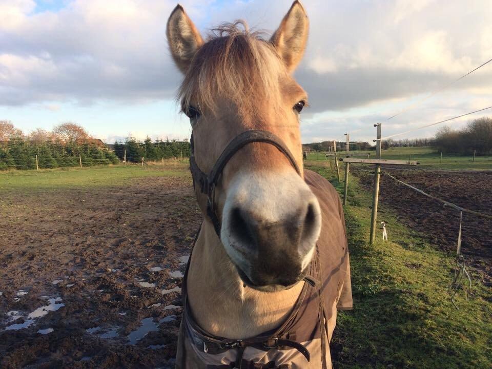 Fjordhest Chanell billede 1