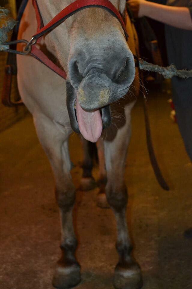 Fjordhest Chanell billede 5