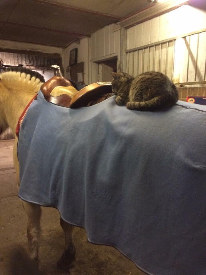 Fjordhest Chanell billede 6