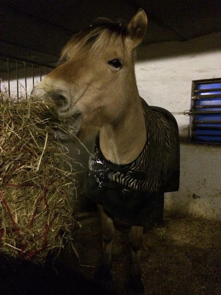 Fjordhest Chanell billede 7