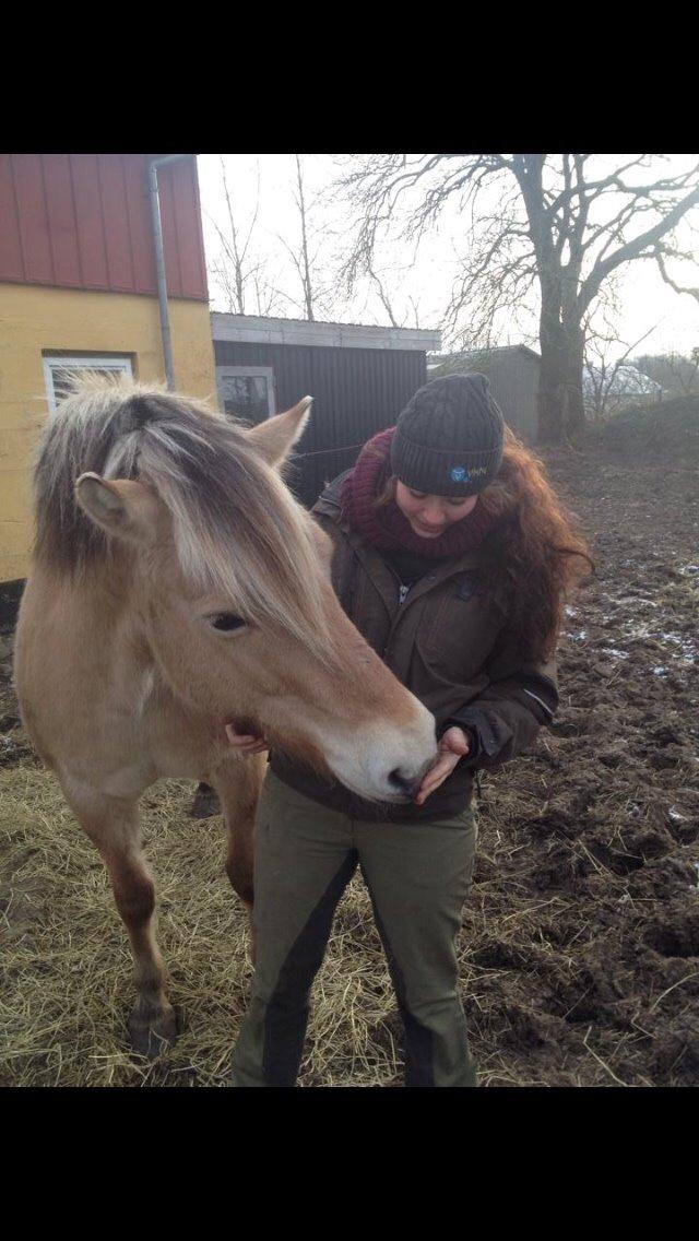 Fjordhest Chanell billede 8