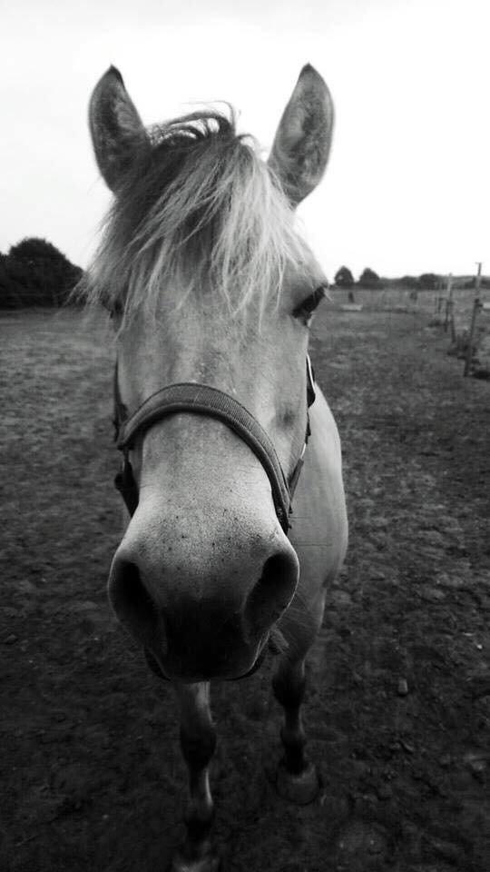 Fjordhest Chanell billede 9