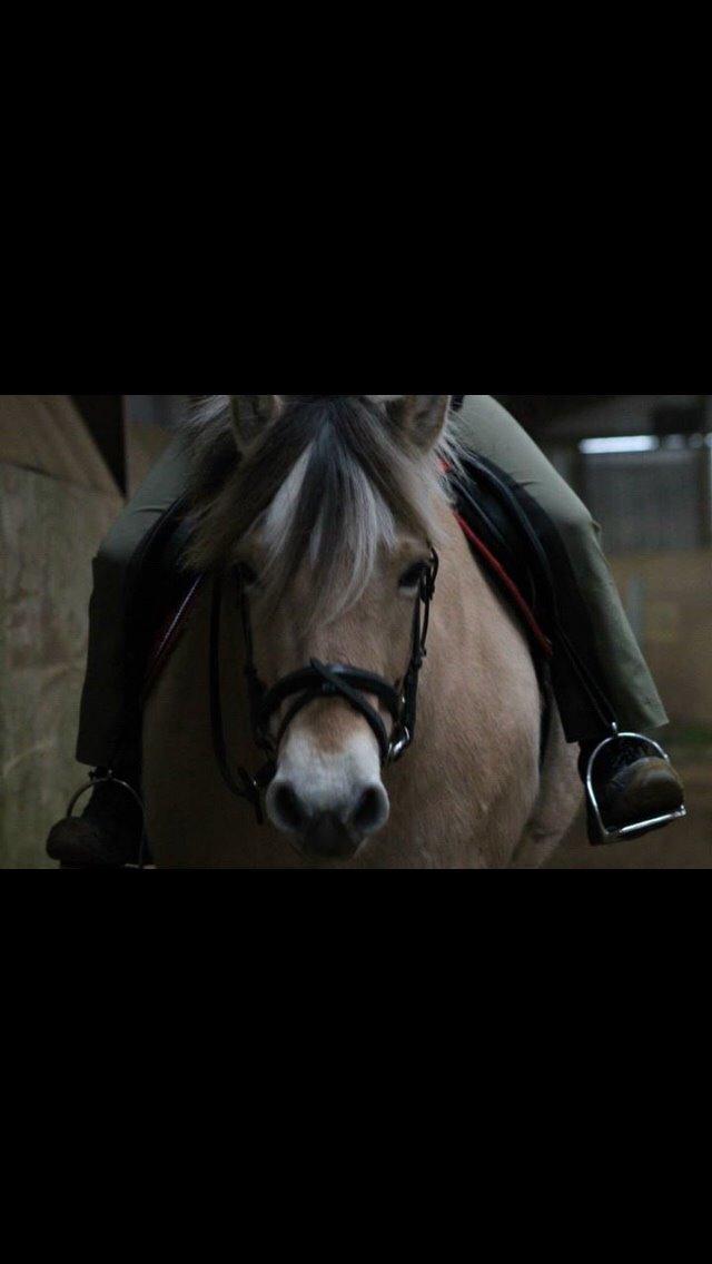 Fjordhest Chanell billede 10