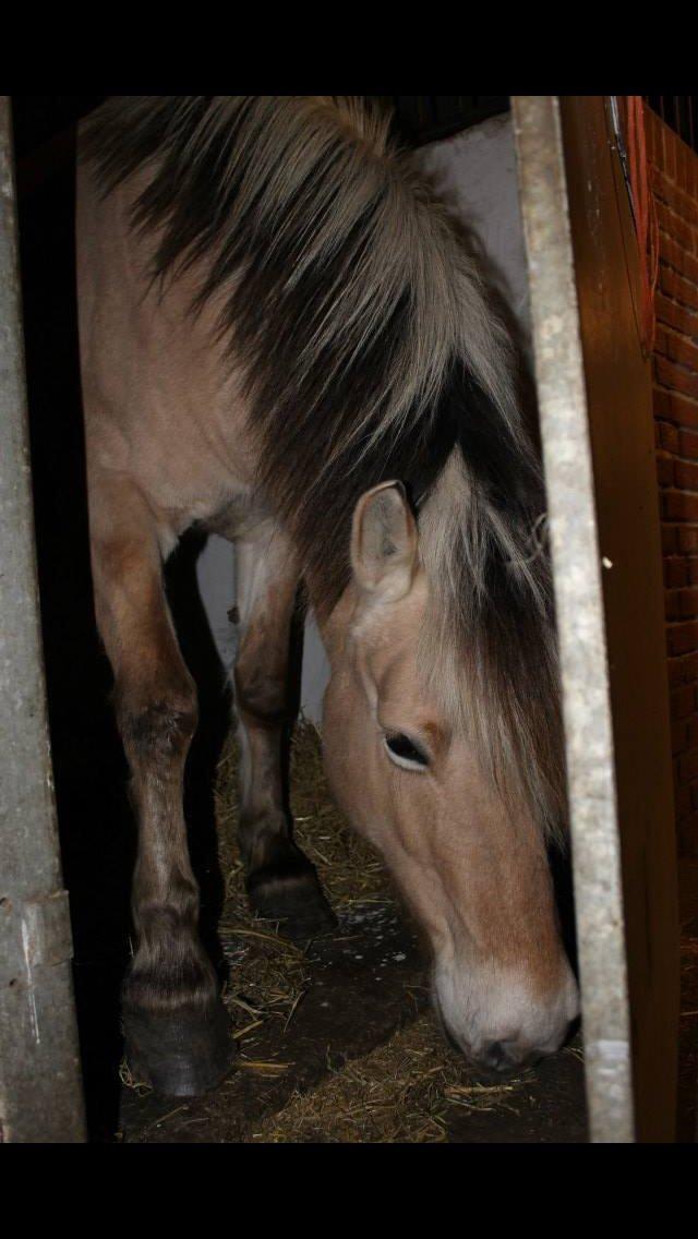 Fjordhest Chanell billede 11
