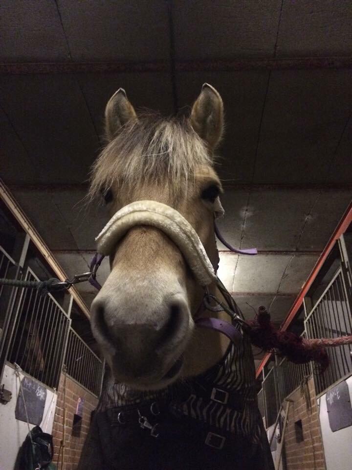 Fjordhest Chanell billede 13