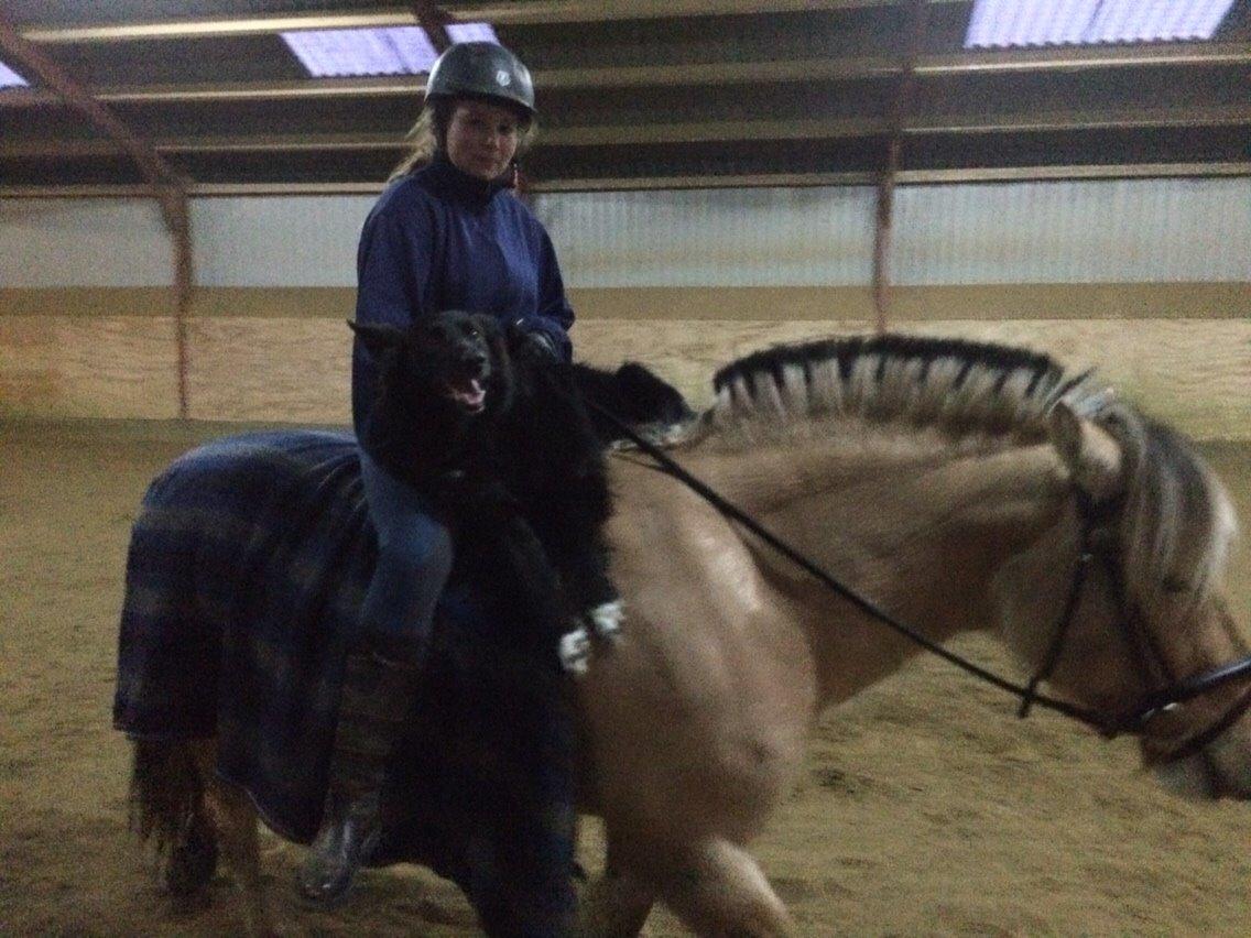 Fjordhest Chanell billede 12