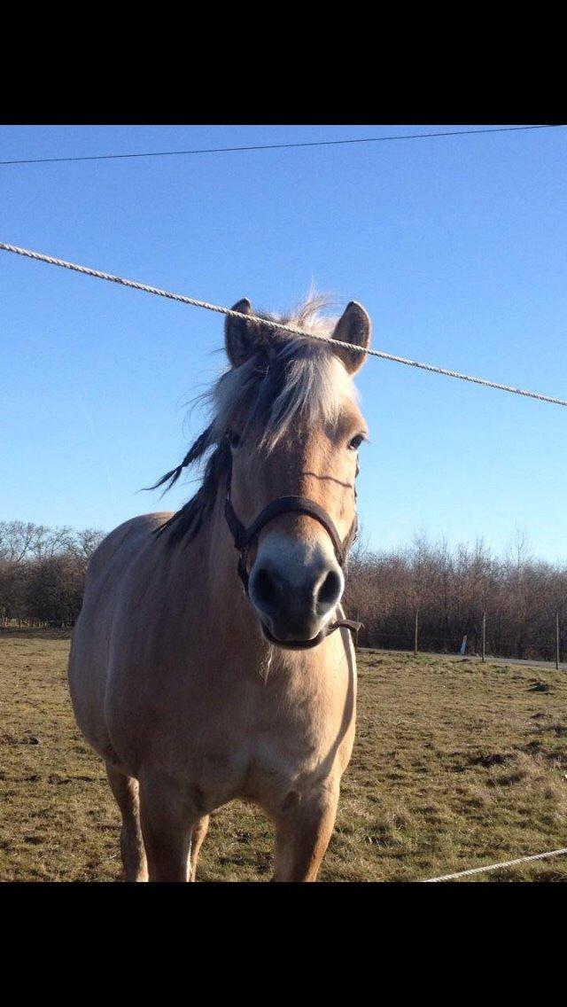 Fjordhest Chanell billede 14