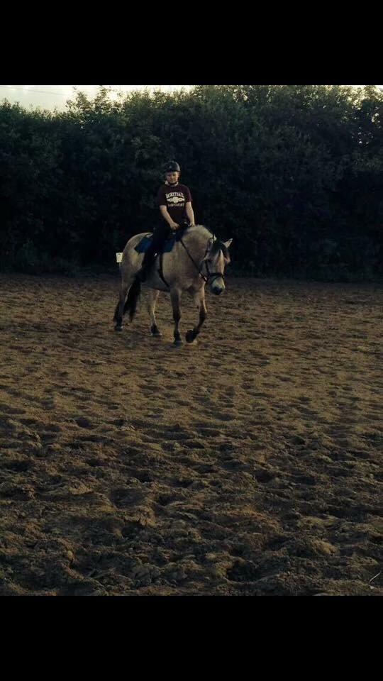 Fjordhest Chanell billede 16