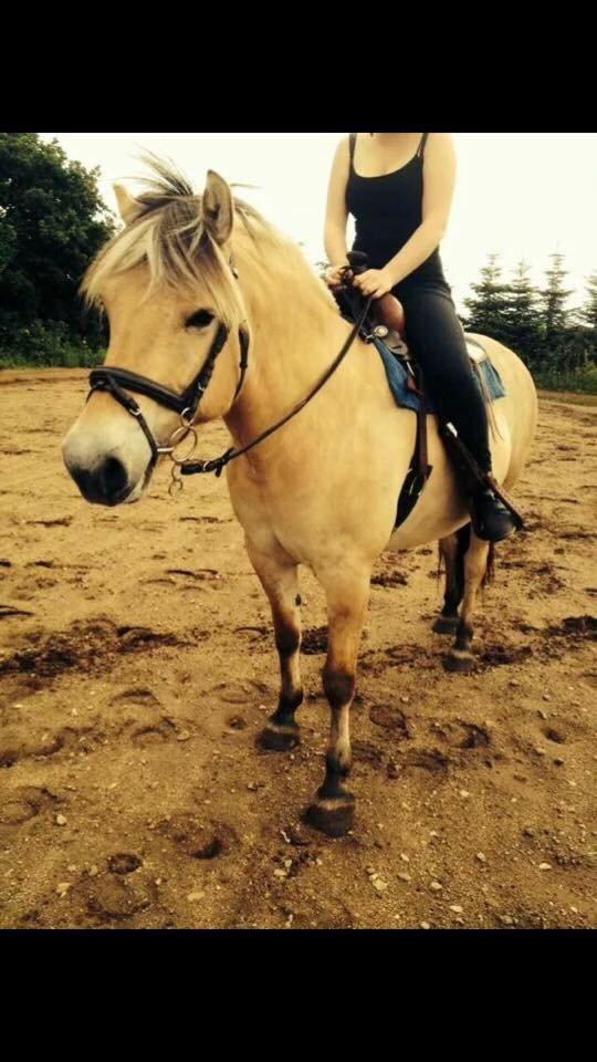 Fjordhest Chanell billede 17