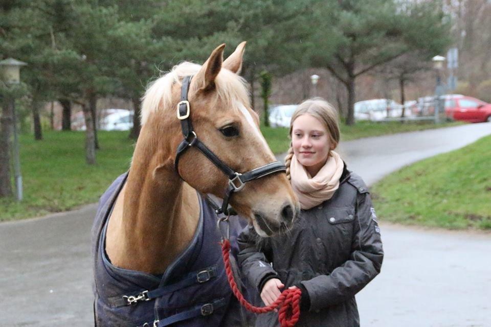 Palomino Klepholms Venus <3 - Fra den dag jeg fik hende :-) - Foto: Cecilie Gottlieb billede 3