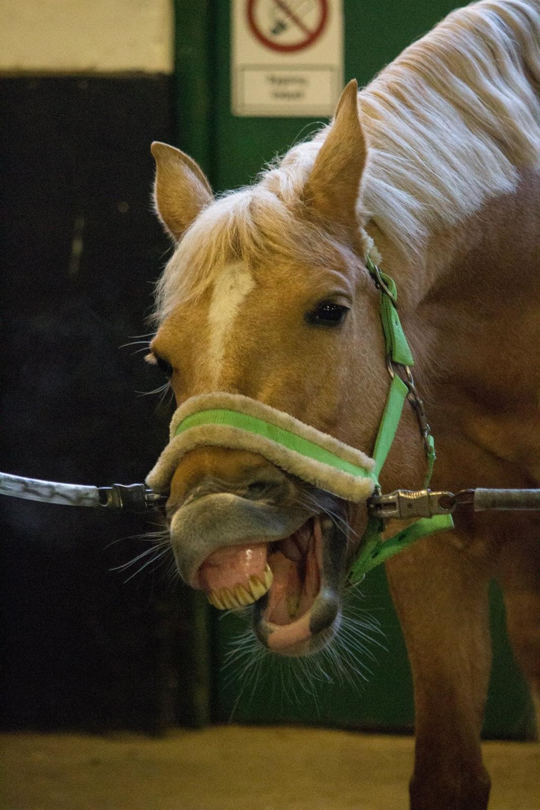 Palomino Klepholms Venus <3 - Foto: Mathilde Post Hansen billede 5