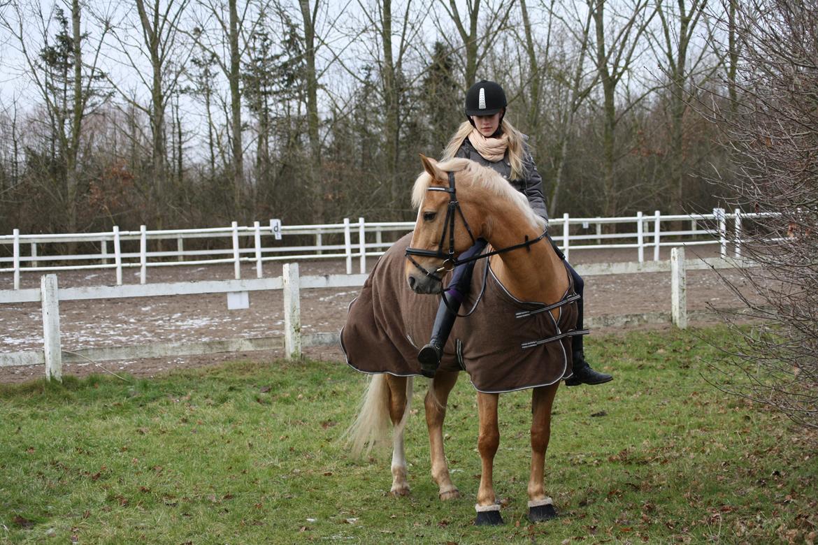 Palomino Klepholms Venus <3 - Jordens bedste! <3 - Foto: Min mor billede 1