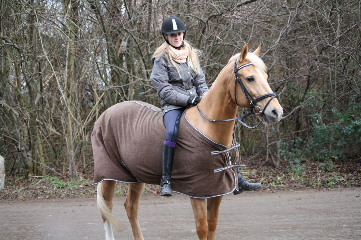 Palomino Klepholms Venus <3 billede 8