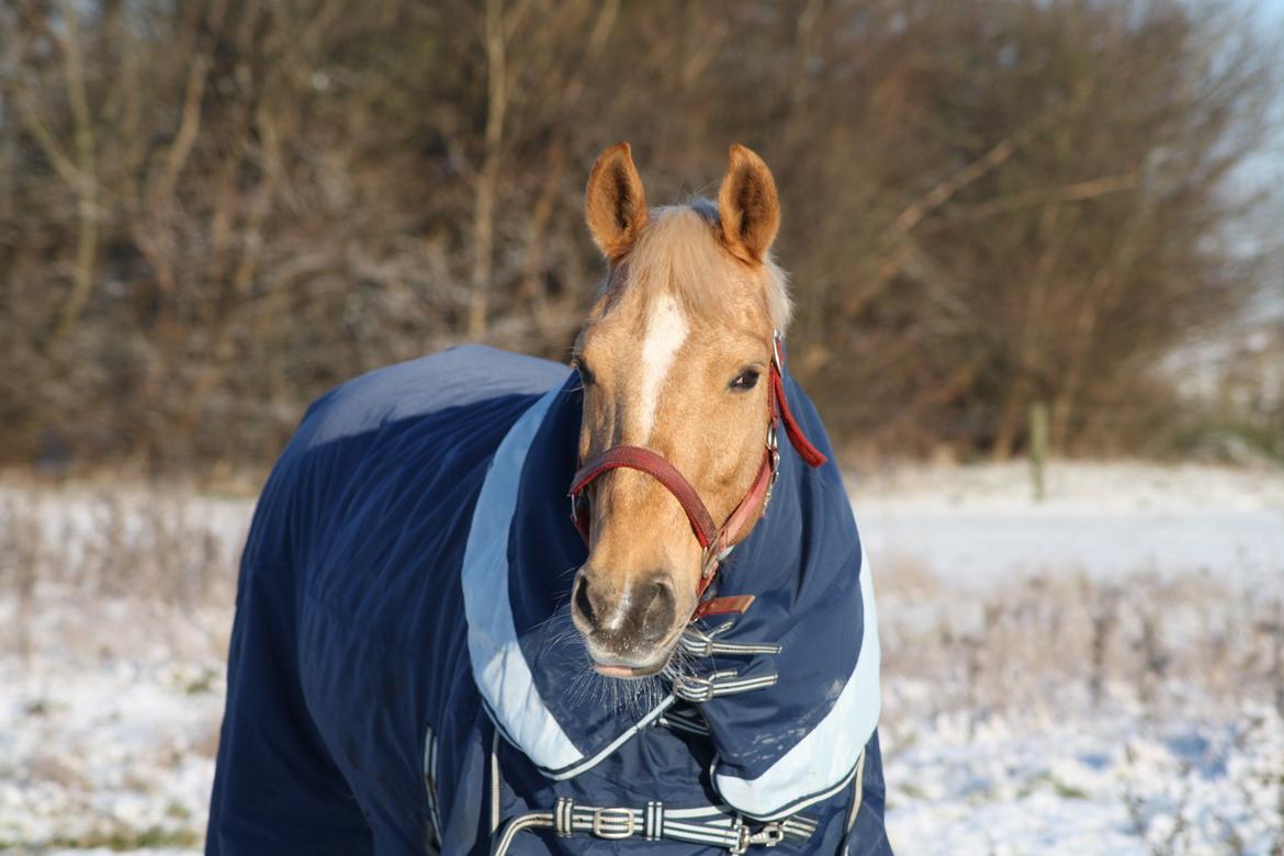 Palomino Klepholms Venus <3 - Vinteren 2014 billede 9