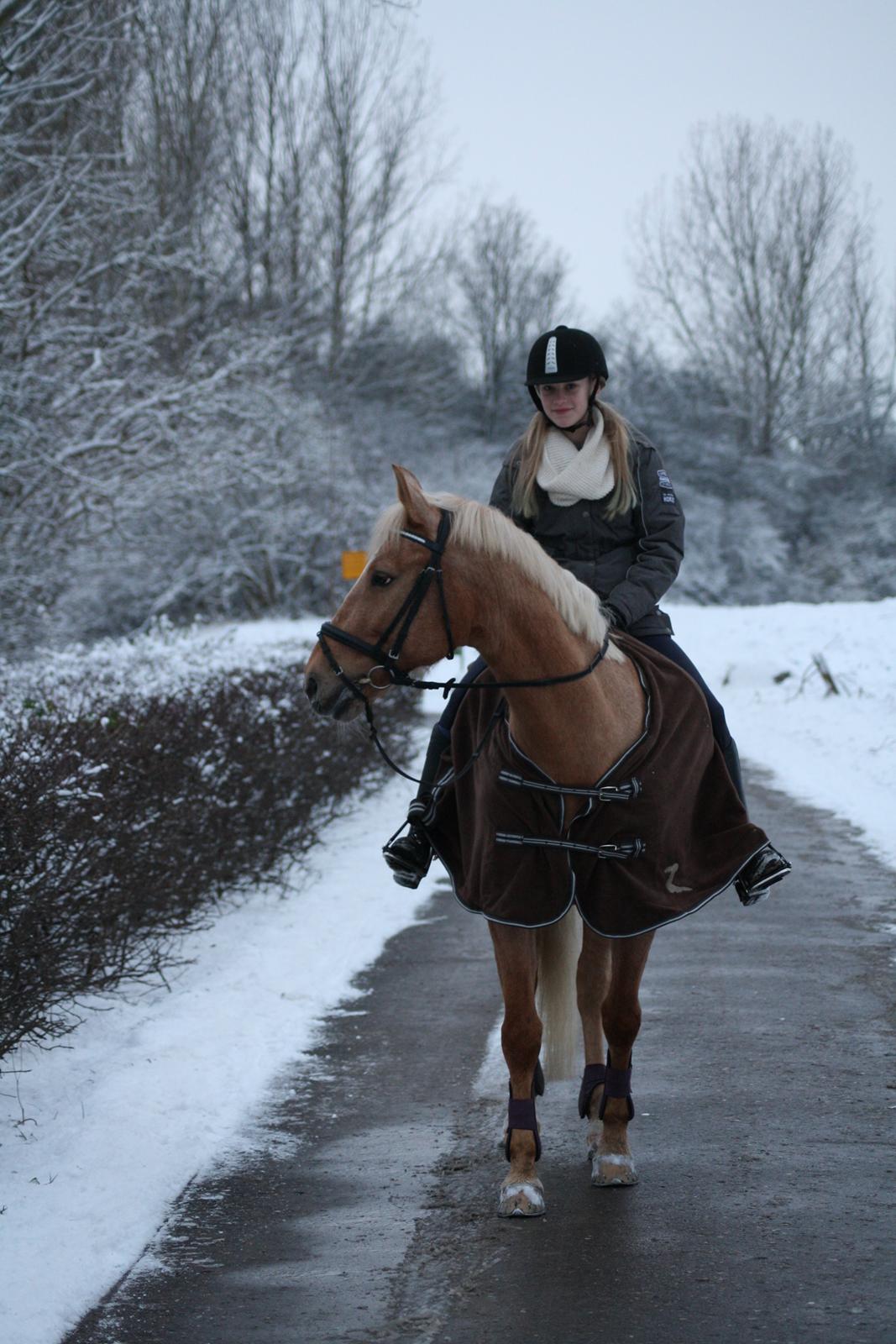 Palomino Klepholms Venus <3 - Vinter 2014 - Foto: Sofie (Min kusine) billede 10