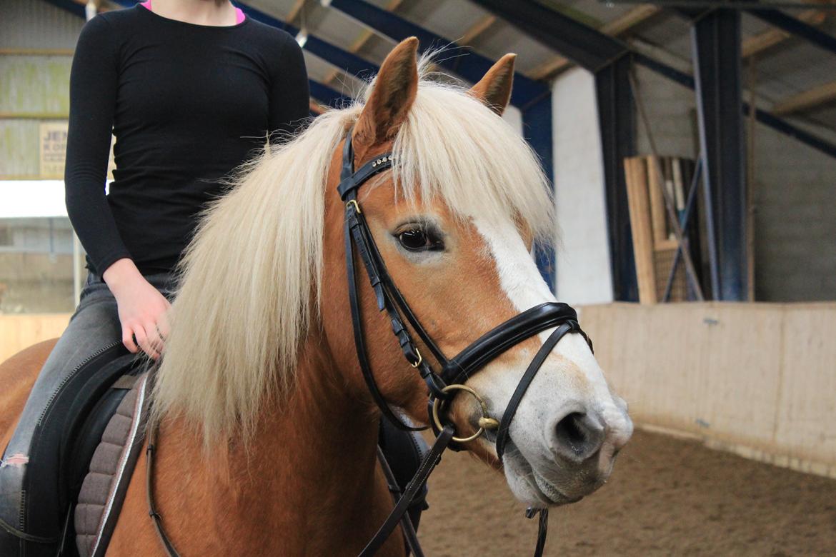 Haflinger Kousted´s Rubin - Min dejligste Rubin:-) billede 1