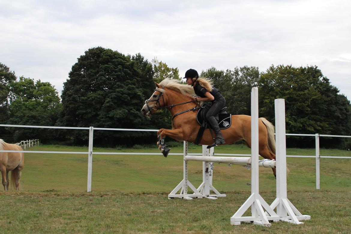 Haflinger Kousted´s Rubin - Springtræning. billede 8